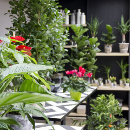 mobilier présentation fleurs plantes