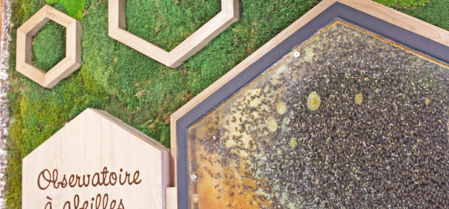 Mur végétal abeilles - Famille Mary